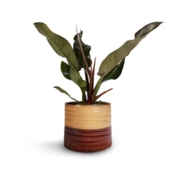 Philodendron Imperial Red 26 Philodendron Imperial Red -Outlet The Ever Sprout Store Philodendron Imperial Red 17x50cm Didi Plant Pot Rustic Red Dip 20x18cm 1