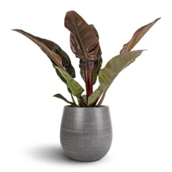 Philodendron Imperial Red 16 Philodendron Imperial Red -Outlet The Ever Sprout Store Philodendron Imperial Red 17x50cm Esra Plant Pot Mystic Grey 26x26cm
