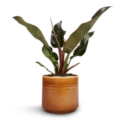 Philodendron Imperial Red 19 Philodendron Imperial Red -Outlet The Ever Sprout Store Philodendron Imperial Red 17x50cm Jordy Plant Pot Caramel 20x18cm 1