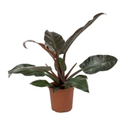 Philodendron Imperial Red 21 Philodendron Imperial Red -Outlet The Ever Sprout Store Philodendron Imperial Red