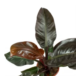 Philodendron Imperial Red 18 Philodendron Imperial Red -Outlet The Ever Sprout Store Philodendron Imperial Red Leaves