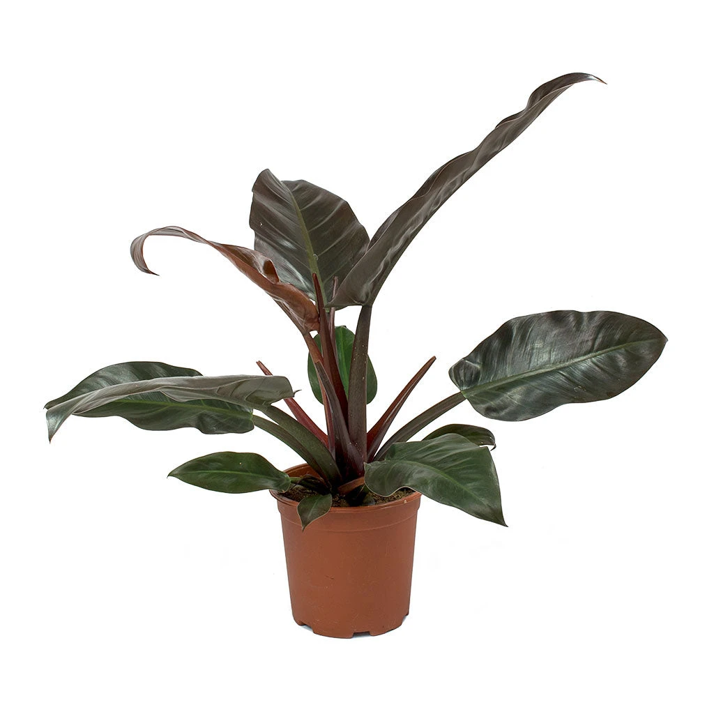 Philodendron Imperial Red 8 Philodendron Imperial Red - Image 8
