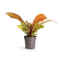 Philodendron Prince Of Orange 18 Philodendron Prince Of Orange -Outlet The Ever Sprout Store Philodendron Prince of Orange 10.5x30cm