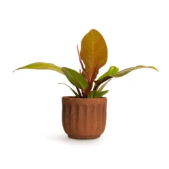 Philodendron Prince Of Orange 22 Philodendron Prince Of Orange -Outlet The Ever Sprout Store Philodendron Prince of Orange 10.5x30cm Duncan Plant Pot Rust 14x13cm