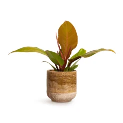 Philodendron Prince Of Orange 19 Philodendron Prince Of Orange -Outlet The Ever Sprout Store Philodendron Prince of Orange 10.5x30cm Issa Plant Pot Ochre 13x13cm
