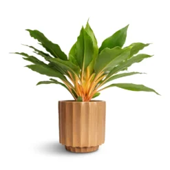 Bourton Scalloped Plant Pot - Clay 11 Bourton Scalloped Plant Pot - Clay -Outlet The Ever Sprout Store Philodendron Prince of Orange 12x25cm Bourton Scalloped Plant Pot Clay 16x16cm