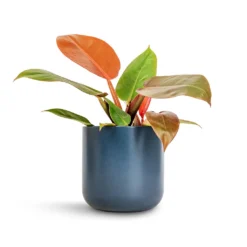 Philodendron Prince Of Orange 20 Philodendron Prince Of Orange -Outlet The Ever Sprout Store Philodendron Prince of Orange 12x25cm Lisbon Plant Pot Navy 15x15cm