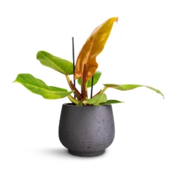 Philodendron Prince Of Orange 21 Philodendron Prince Of Orange -Outlet The Ever Sprout Store Philodendron Prince of Orange 12x25cm Mini Pixie Plant Pot Black Washed 18x15cm