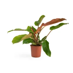 Philodendron Prince Of Orange 24 Philodendron Prince Of Orange -Outlet The Ever Sprout Store Philodendron Prince of Orange 17x35cm