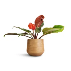 Philodendron Prince Of Orange 27 Philodendron Prince Of Orange -Outlet The Ever Sprout Store Philodendron Prince of Orange 17x50cm Dune Darcy Planter Almond 30x26cm 0820a25a 3fc7 4498 aa1b 5a5bda01a1c8