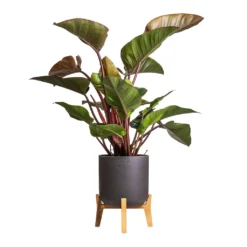Philodendron Red Beauty -Outlet The Ever Sprout Store Philodendron Red Beauty 27x100cm Charlie Plant Pot Low Stand Black Washed