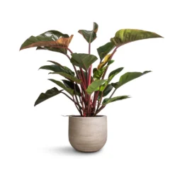 Philodendron Red Beauty -Outlet The Ever Sprout Store Philodendron Red Beauty 27x100cm Cody Plant Pot Ridged Cement 35x31cm