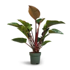 Philodendron Red Beauty -Outlet The Ever Sprout Store Philodendron Red Beauty 27x90cm
