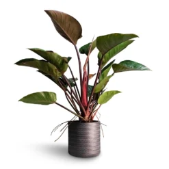Philodendron Red Beauty -Outlet The Ever Sprout Store Philodendron Red Beauty 27x90cm Angle Cylinder Plant Pot Anthracite 30x30cm