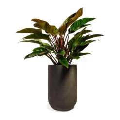 Philodendron Red Beauty -Outlet The Ever Sprout Store Philodendron Red Beauty 27x90cm Plant Pot Cody Ridge Dark Grey