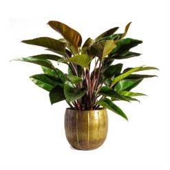Philodendron Red Beauty -Outlet The Ever Sprout Store Philodendron Red Beauty 27x90cmPlant Pot Gusto Old Brown
