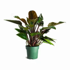Philodendron Red Beauty -Outlet The Ever Sprout Store Philodendron Red Beauty Houseplant 27x90cm