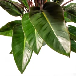 Philodendron Red Beauty -Outlet The Ever Sprout Store Philodendron Red Beauty Houseplant 3Leaf 27x90cm