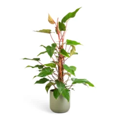 Philodendron Erubescens Red Emerald - Moss Pole 10 Philodendron Erubescens Red Emerald - Moss Pole -Outlet The Ever Sprout Store Philodendron Red Emerald 18x85cm Lisbon Plant Pot Sage 24x24cm b1e72d20 1903 40ca beb4 5a1da434b62b