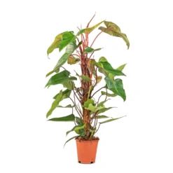 Philodendron Erubescens Red Emerald - Moss Pole 8 Philodendron Erubescens Red Emerald - Moss Pole -Outlet The Ever Sprout Store Philodendron Red Emerald 19x85cm