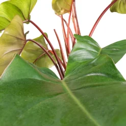 Philodendron Erubescens Red Emerald - Moss Pole 9 Philodendron Erubescens Red Emerald - Moss Pole -Outlet The Ever Sprout Store Philodendron Red Emerald SWATCH 2