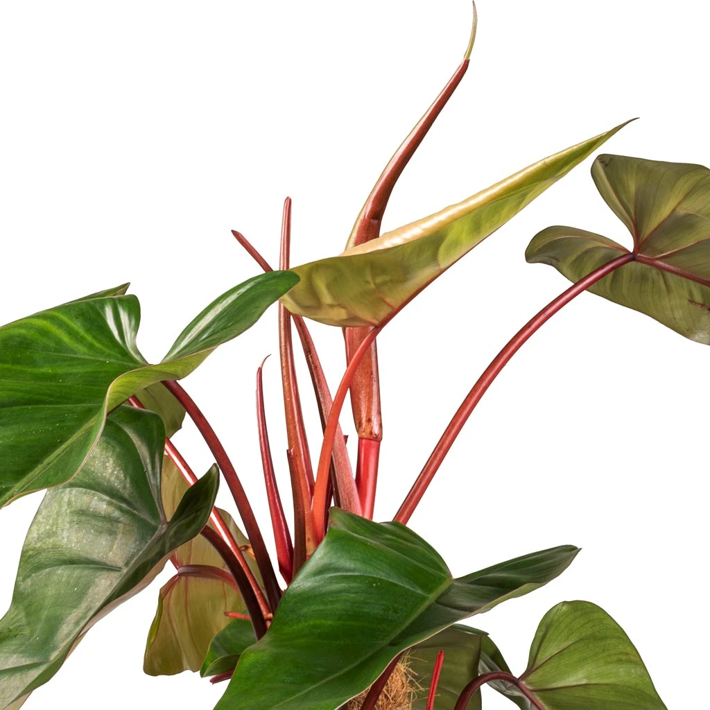Philodendron Erubescens Red Emerald - Moss Pole 2 Philodendron Erubescens Red Emerald - Moss Pole - Image 2