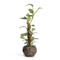 Philodendron Hastatum Silver Queen - Moss Pole -Outlet The Ever Sprout Store Philodendron Silver Queen Moss Pole 17x65cm Luxe Lite Moon Globe Planter Bronze 28x20cm 8c4c1cc1 91da 4128 a3b0 776b72ddaf29