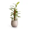 Philodendron Hastatum Silver Queen - Moss Pole