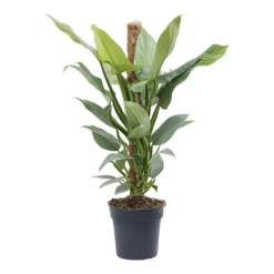 Philodendron Hastatum Silver Queen - Moss Pole -Outlet The Ever Sprout Store Philodendron Silver Queen Moss Pole 19cm