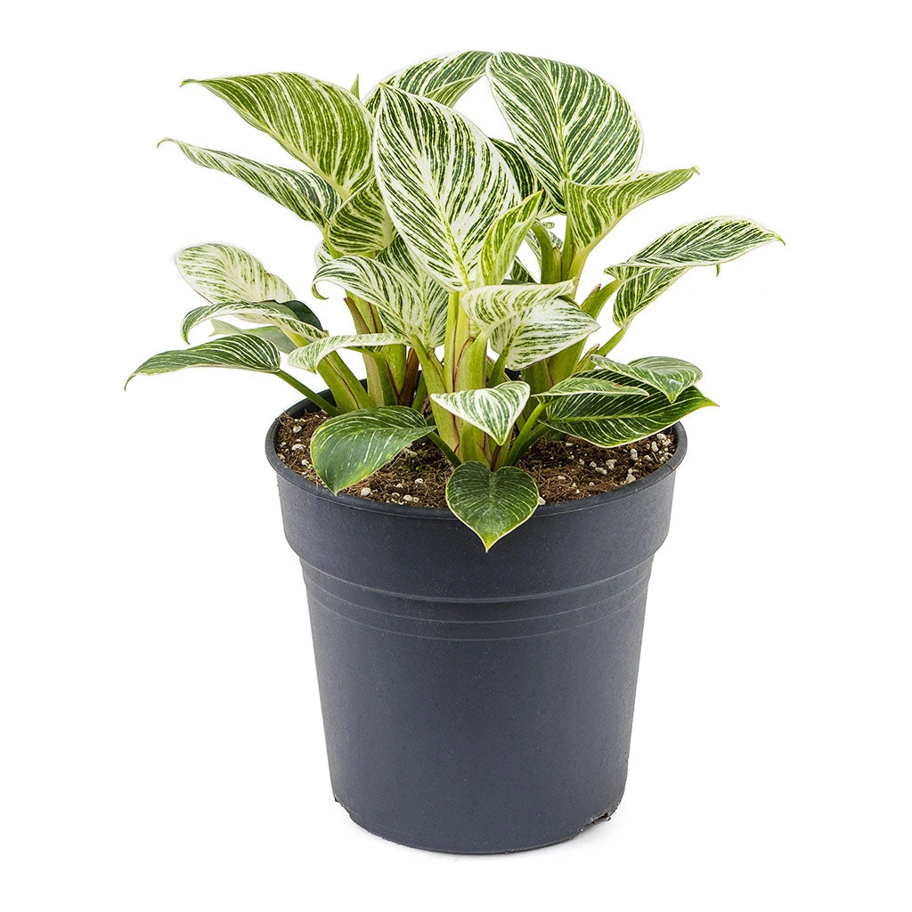 Philodendron Birkin - White Wave 15 Philodendron Birkin - White Wave - Image 15