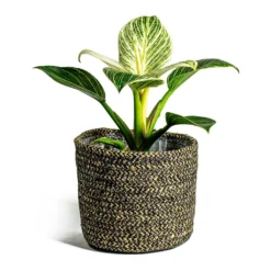 Philodendron Birkin - White Wave 29 Philodendron Birkin - White Wave -Outlet The Ever Sprout Store Philodendron White Wave Maartje Plant Baskets Set of 5 black ea2fd914 3fc3 471b 9a08 e55525747cbc