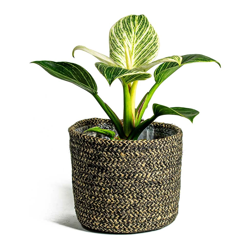 Philodendron Birkin - White Wave 12 Philodendron Birkin - White Wave - Image 12