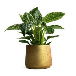 Philodendron Birkin - White Wave 20 Philodendron Birkin - White Wave -Outlet The Ever Sprout Store Philodendron White Wave Patt Plant Pot Metallic Gold