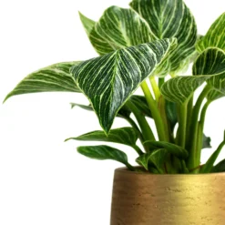 Philodendron Birkin - White Wave 28 Philodendron Birkin - White Wave -Outlet The Ever Sprout Store Philodendron White Wave Patt Plant Pot Metallic Gold Close Up