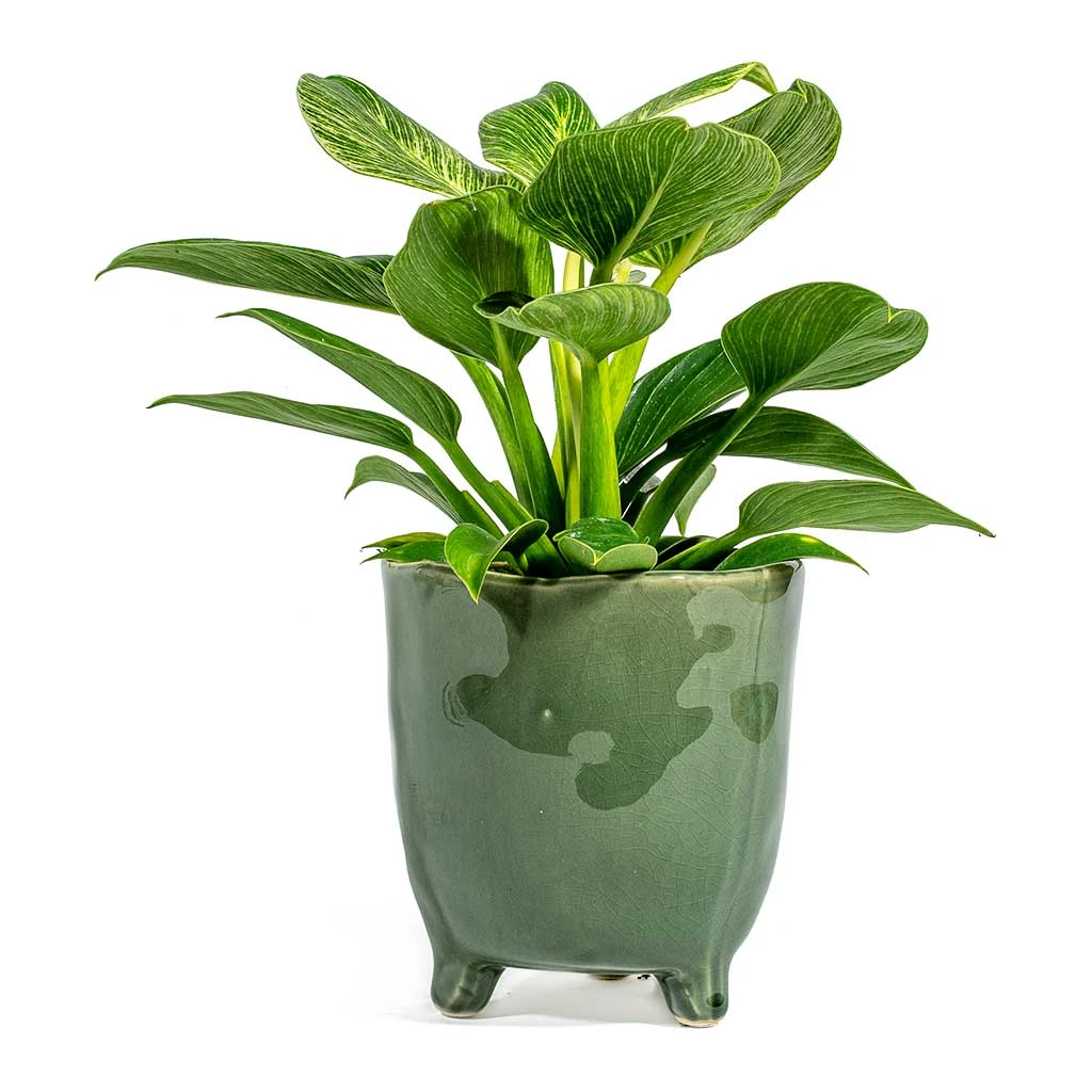 Philodendron Birkin - White Wave 17 Philodendron Birkin - White Wave - Image 17