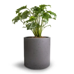 Philodendron Winterbourn - Xanadu Philodendron -Outlet The Ever Sprout Store Philodendron Winterbourn Xanadu Philodendron 19x40cm Puk Plant Pot Black Washed 25x25cm