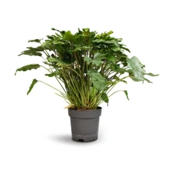 Philodendron Winterbourn - Xanadu Philodendron -Outlet The Ever Sprout Store Philodendron Winterbourn Xanadu Philodendron 21x60cm