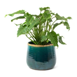 Philodendron Winterbourn - Xanadu Philodendron -Outlet The Ever Sprout Store Philodendron Winterbourn Xanadu Philodendron Iris Plant Pot Turquoise