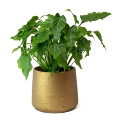 Philodendron Winterbourn - Xanadu Philodendron