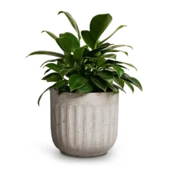 Philodendron Erubescens Green Princess -Outlet The Ever Sprout Store Philodendron erubescens Green Princess 12x25cm Duncan Plant Pot Cement 17x16cm 420ff894 e98d 44e5 96e1 4347c8b2e6f2
