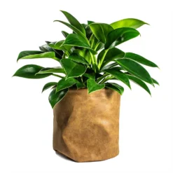 Philodendron Erubescens Green Princess -Outlet The Ever Sprout Store Philodendron erubescens Green Princess 12x25cm Plant Pot Juna Cognac 25x25cm