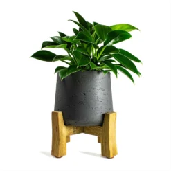 Philodendron Erubescens Green Princess -Outlet The Ever Sprout Store Philodendron erubescens Green Princess 12x25cm Plant Pot Patt Low Stand Black Washed 20x21cm