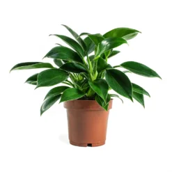 Philodendron Erubescens Green Princess -Outlet The Ever Sprout Store Philodendron erubescens GreenPrincess Houseplant 12x25cm