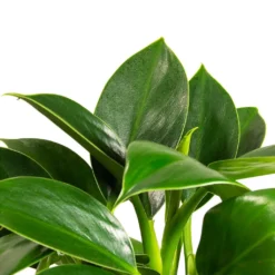 Philodendron Erubescens Green Princess -Outlet The Ever Sprout Store Philodendron erubescens GreenPrincess Houseplant Far Leaf 12x25cm