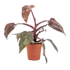 Philodendron Erubescens Pink Princess 17 Philodendron Erubescens Pink Princess -Outlet The Ever Sprout Store Philodendron erubescens Pink Princess 12x25cm 2