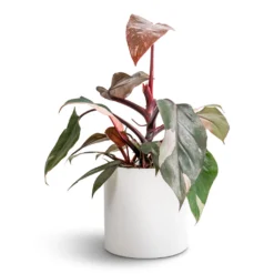 Philodendron Erubescens Pink Princess 18 Philodendron Erubescens Pink Princess -Outlet The Ever Sprout Store Philodendron erubescens Pink Princess 12x25cm Puk Essentials Planter Matt White 15x15cm