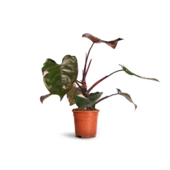 Philodendron Erubescens Pink Princess 20 Philodendron Erubescens Pink Princess -Outlet The Ever Sprout Store Philodendron erubescens Pink Princess 17x50cm 2faec663 900d 499f 8d2b 6bd4e1e1b690