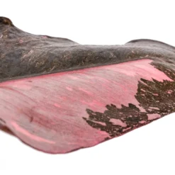 Philodendron Erubescens Pink Princess 21 Philodendron Erubescens Pink Princess -Outlet The Ever Sprout Store Philodendron erubescens Pink Princess SWATCH 2