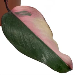Philodendron Erubescens Pink Princess 24 Philodendron Erubescens Pink Princess -Outlet The Ever Sprout Store Philodendron erubescens Pink Princess smallleaf