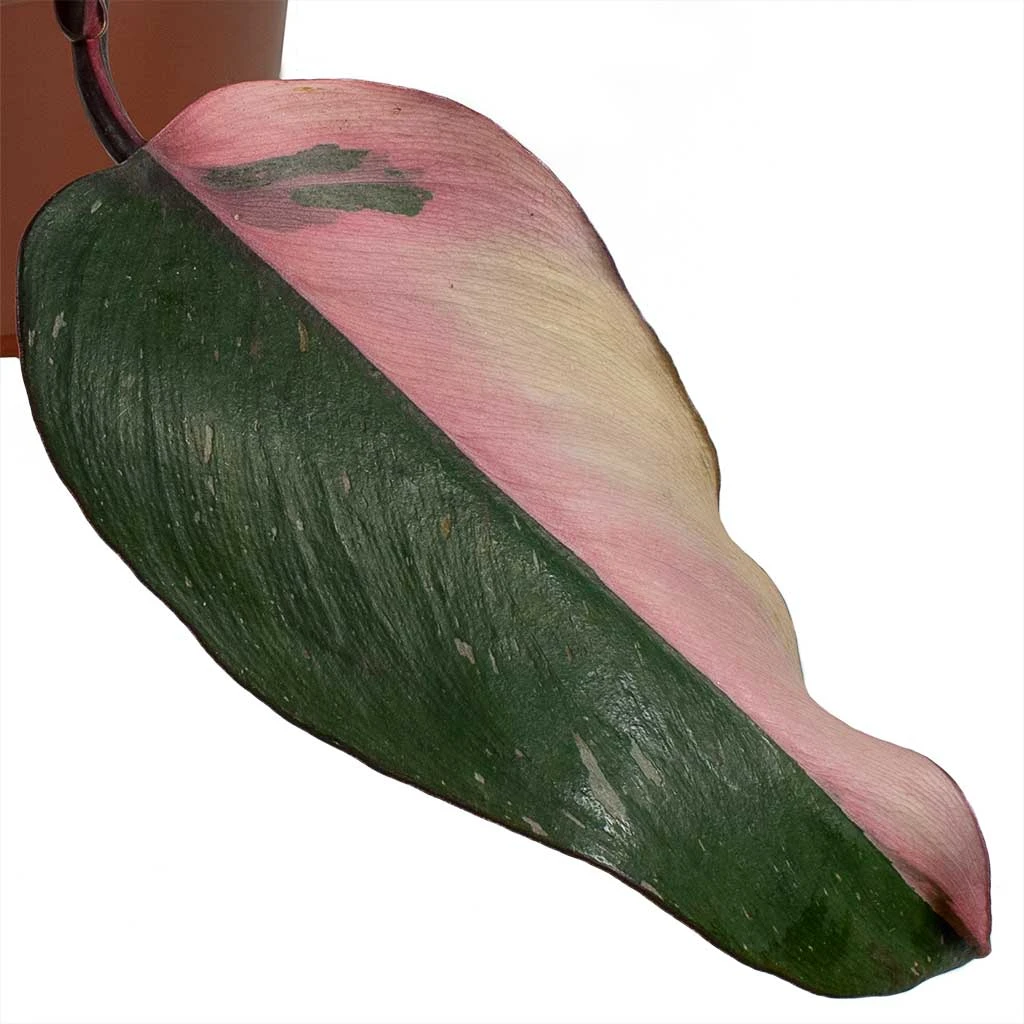 Philodendron Erubescens Pink Princess 12 Philodendron Erubescens Pink Princess - Image 12